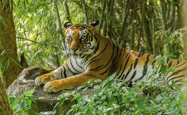 periyar tiger reserve