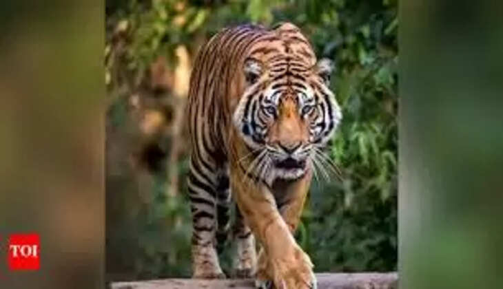 tiger